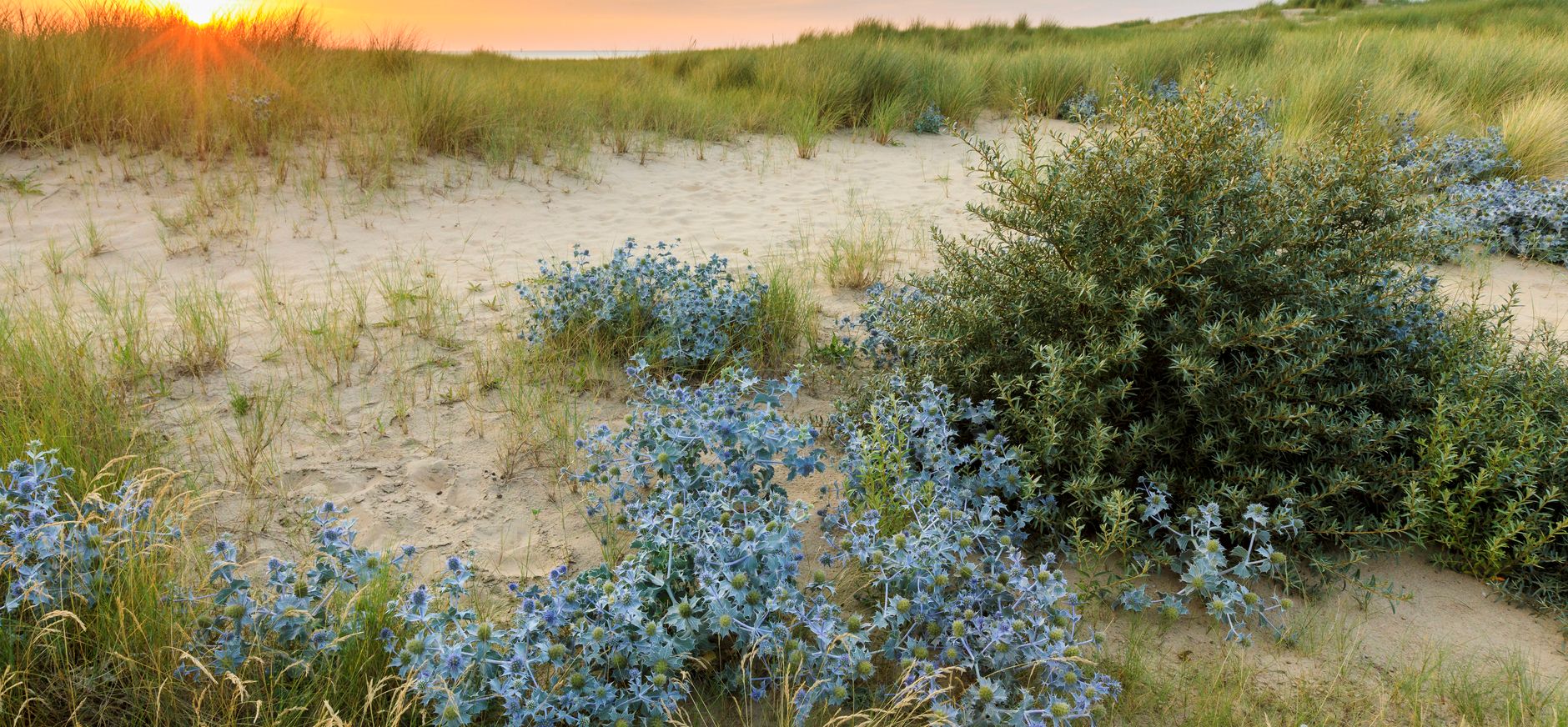 Blauwe zeedistel Natuurmonumenten