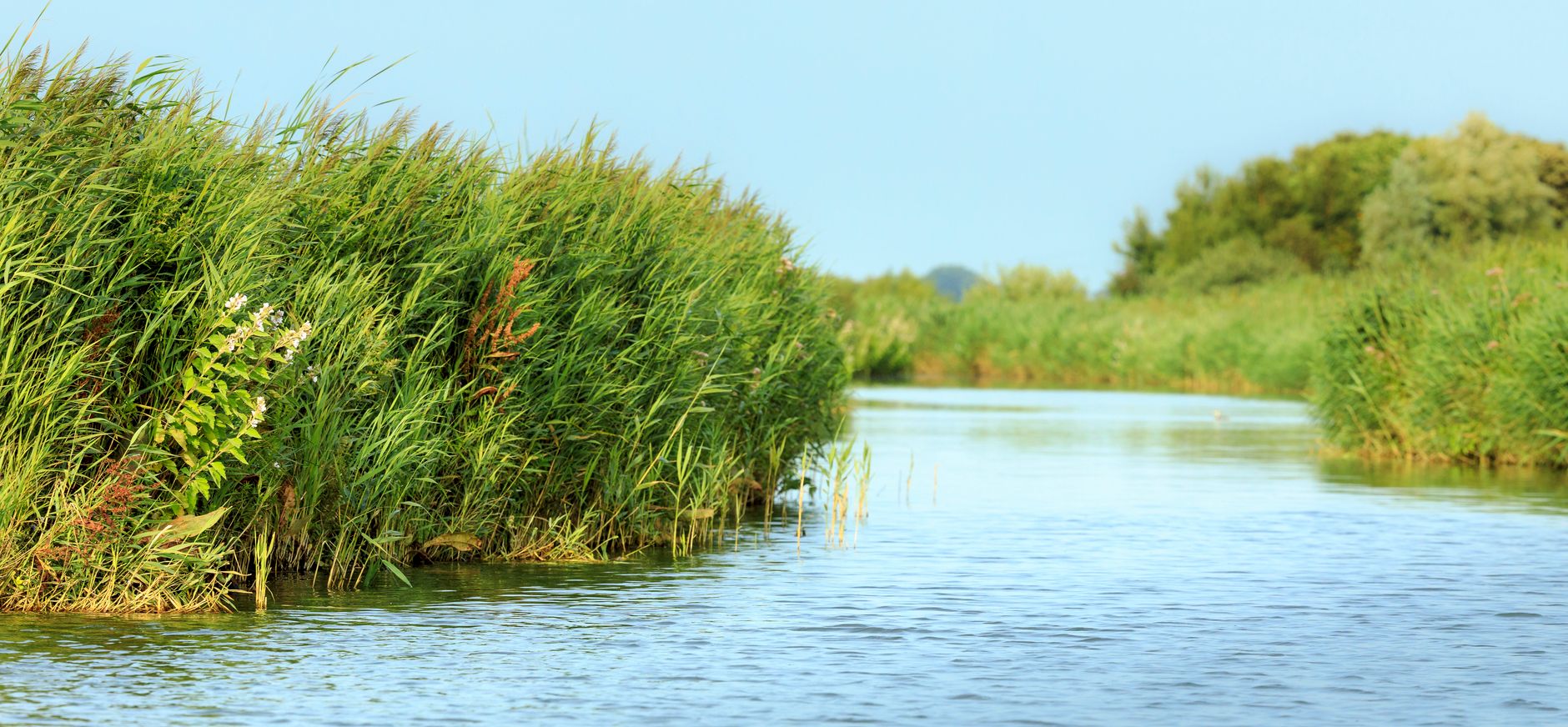 laagveen