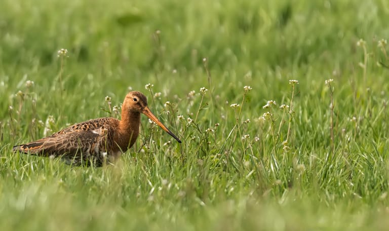 Grutto (Limosa limosa)