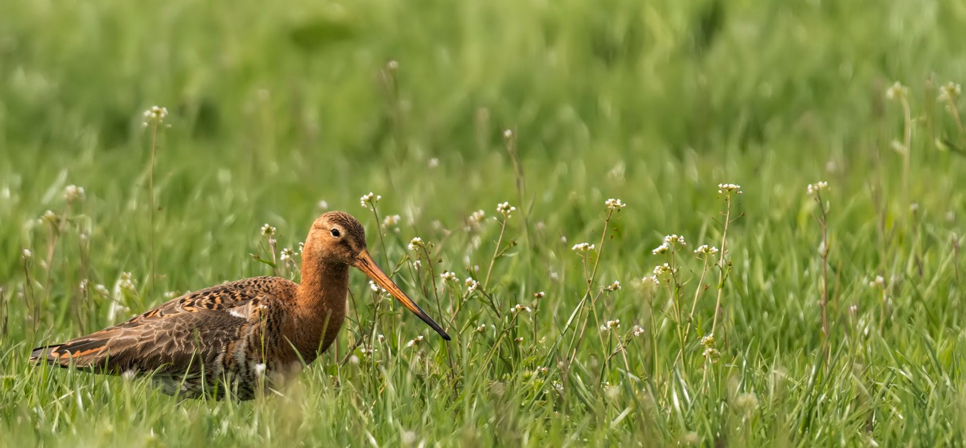 Grutto (Limosa limosa)