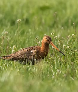 Grutto (Limosa limosa)