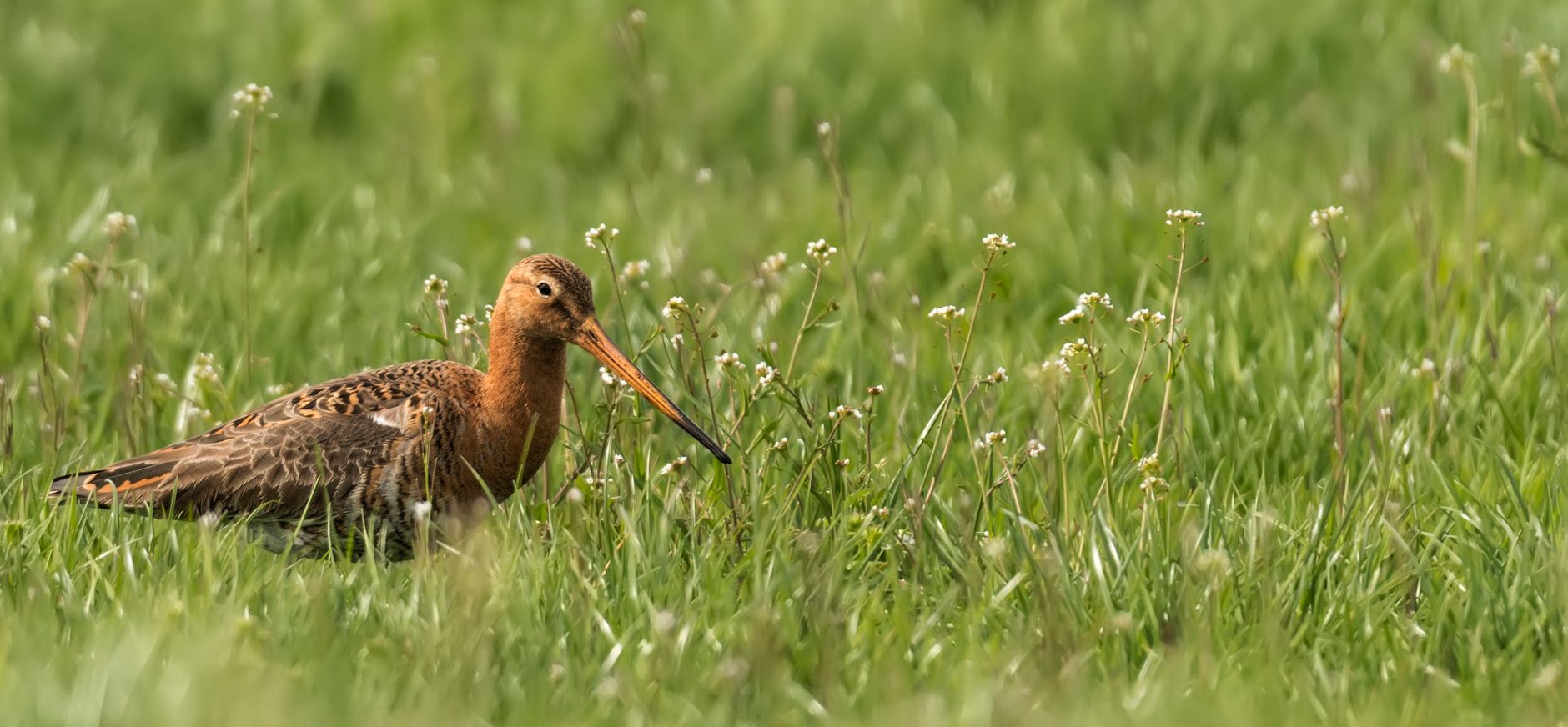 Grutto (Limosa limosa)