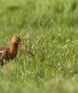 Grutto (Limosa limosa)