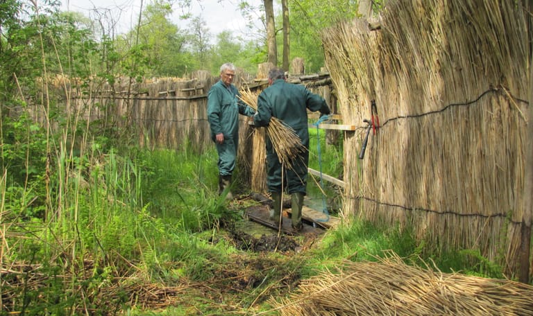 Eendenkooien in De Wieden