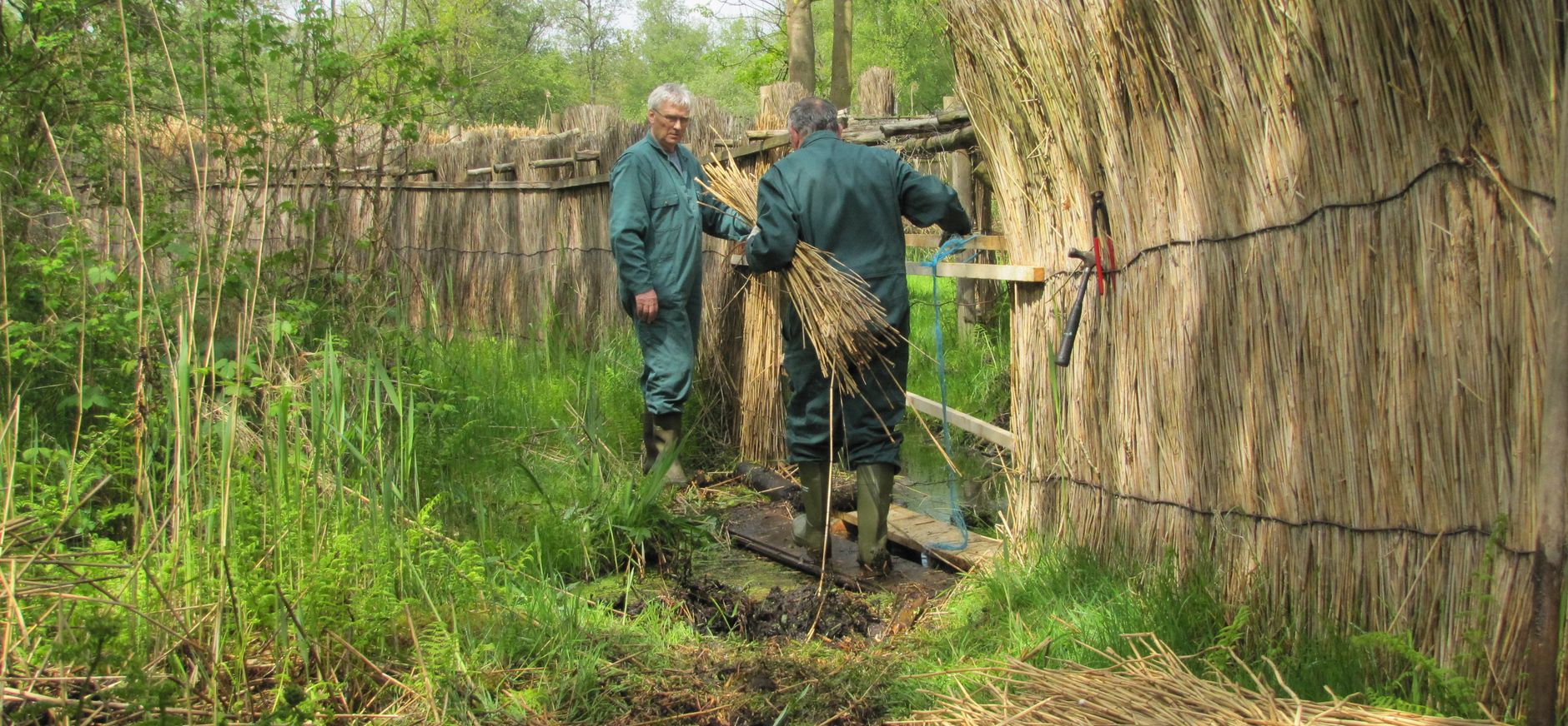 Eendenkooien in De Wieden