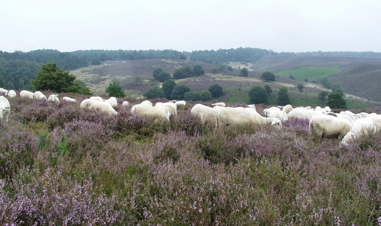 Schapen Veluwezoom