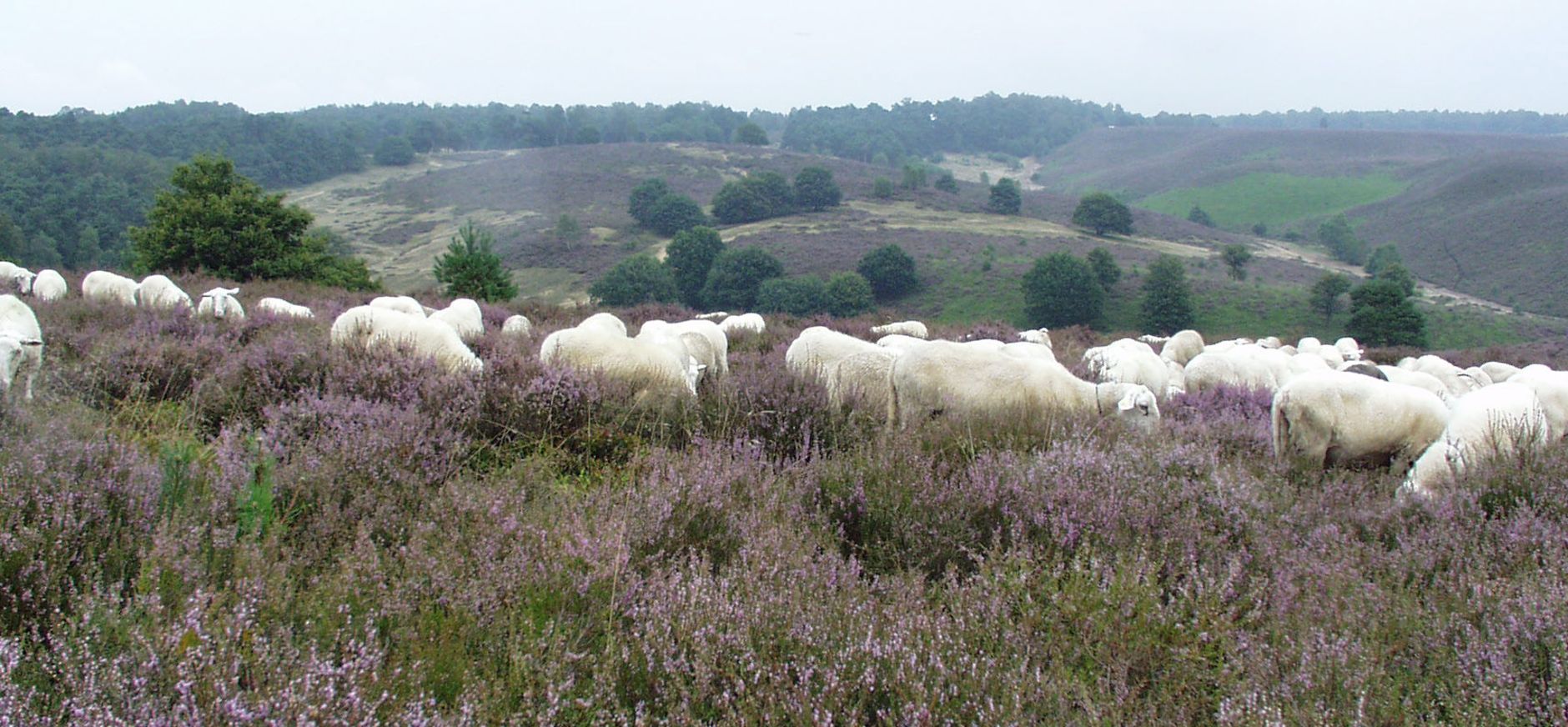 Schapen Veluwezoom