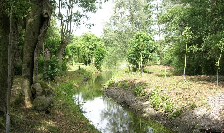 Eendenkooi van landgoed Haarzuilens