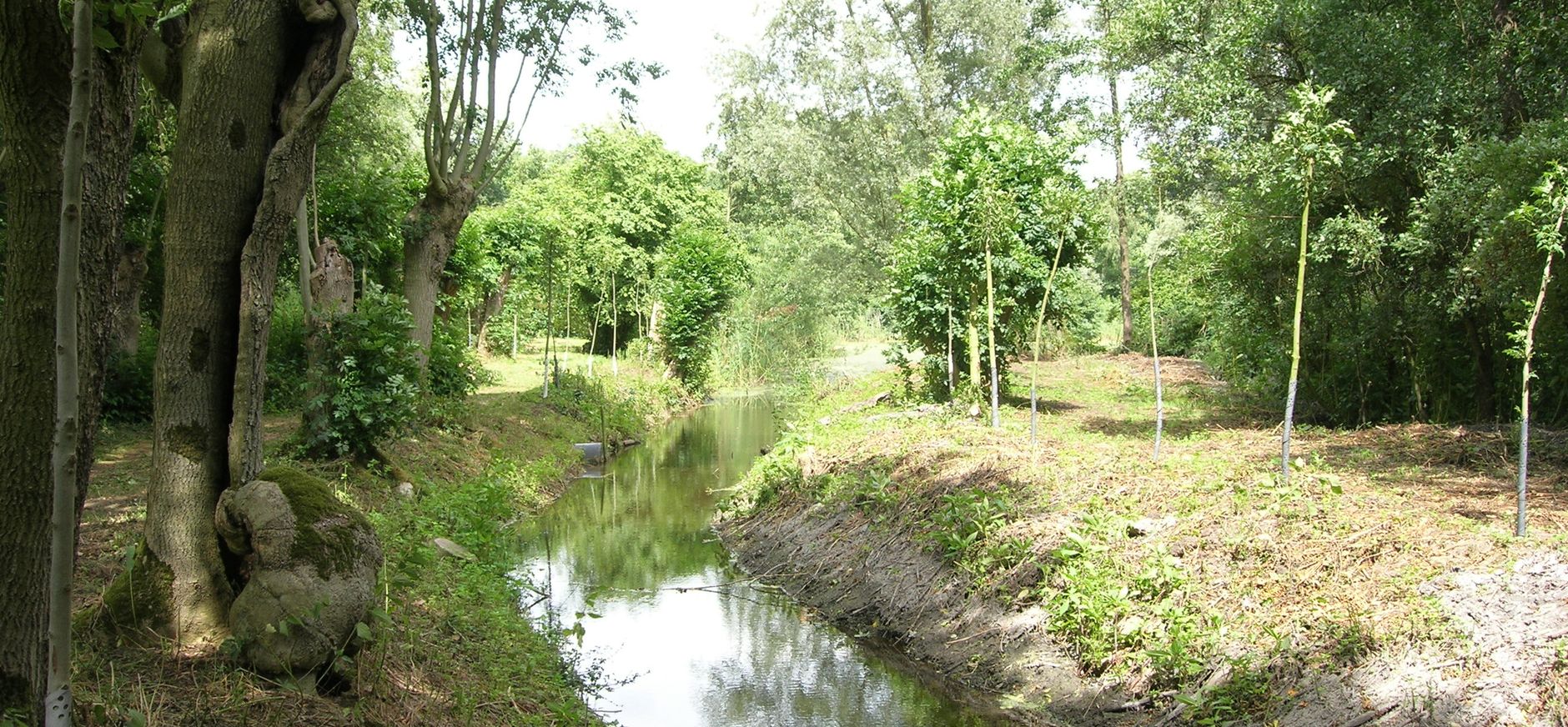 Eendenkooi van landgoed Haarzuilens