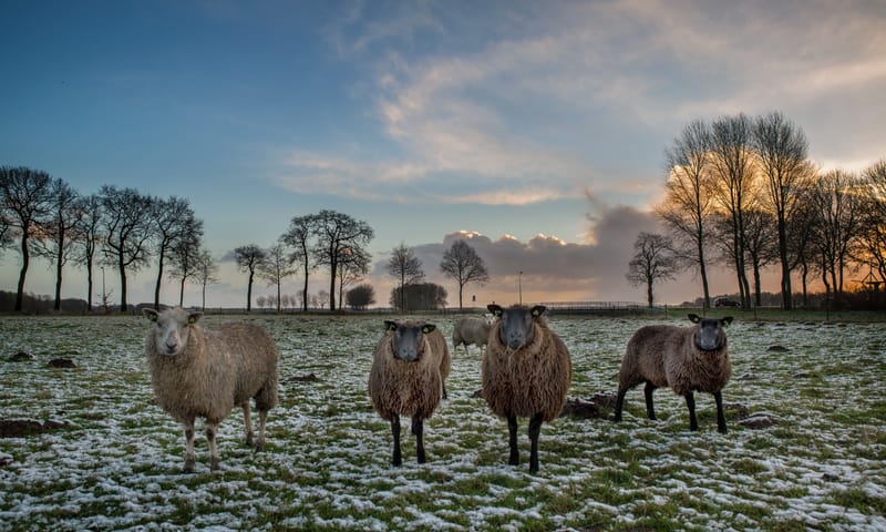 NP Drents Friese Wold