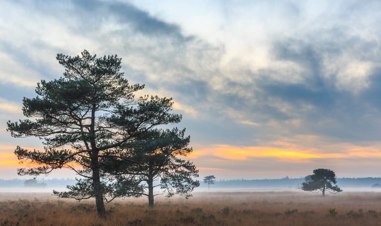 NP Drents Friese Wold