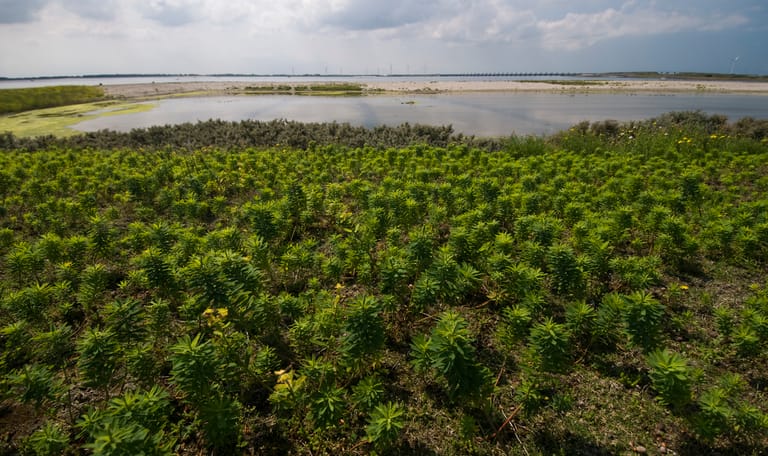 Zeewolfsmelk op Neeltje Jans