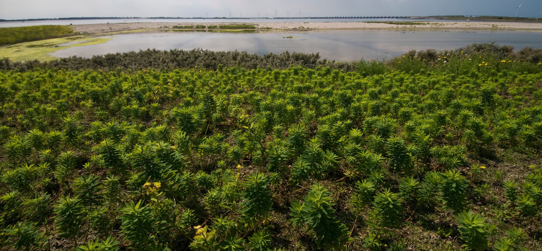Zeewolfsmelk op Neeltje Jans