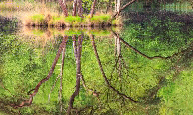 Oisterwijkse Bossen en Vennen water