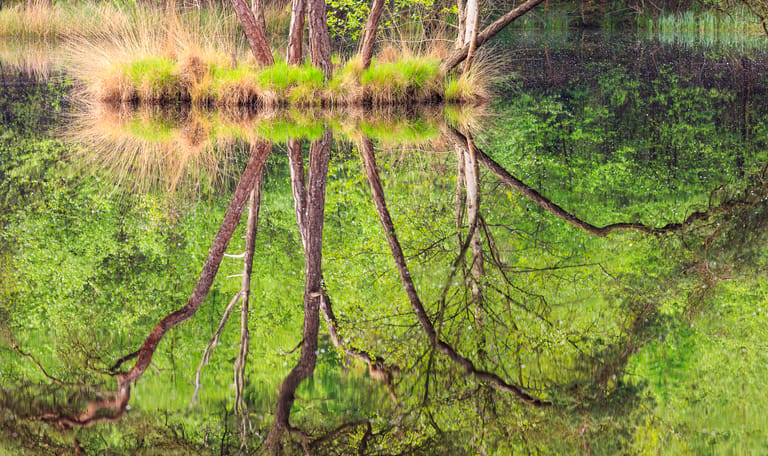 Oisterwijkse Bossen en Vennen water