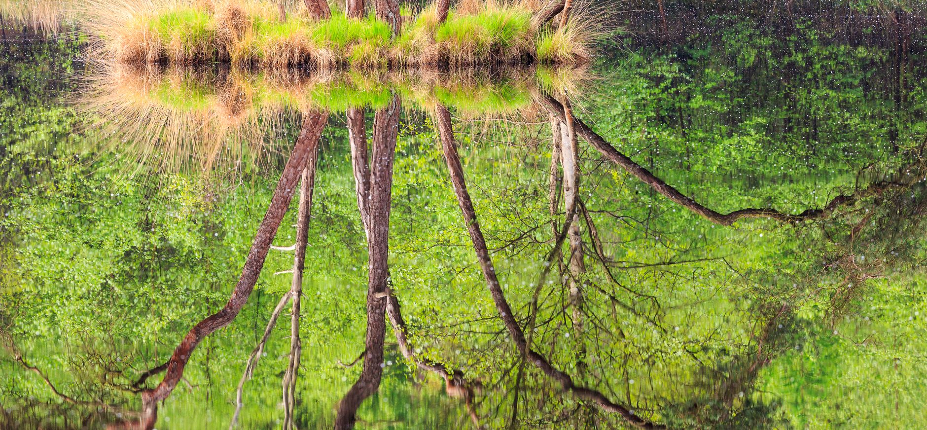 Oisterwijkse Bossen en Vennen water