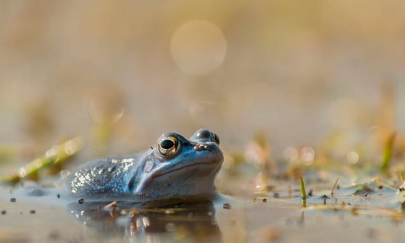 Oisterwijkse Bossen en Vennen pad