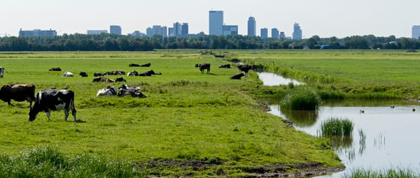 Polder Schieveen