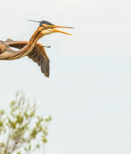 Purperreiger Naardermeer vliegend