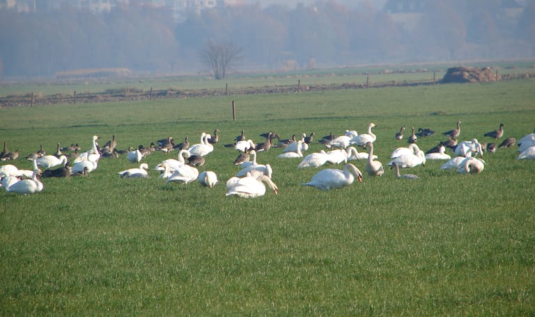 Rijskampen