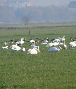 Rijskampen