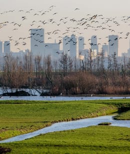 Rotterdams platteland