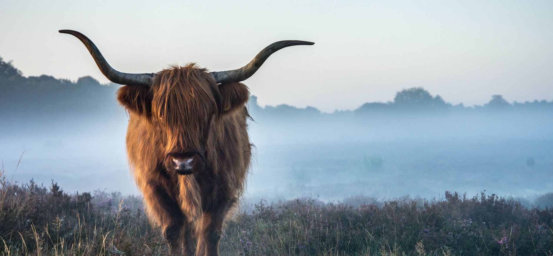 Hooglander