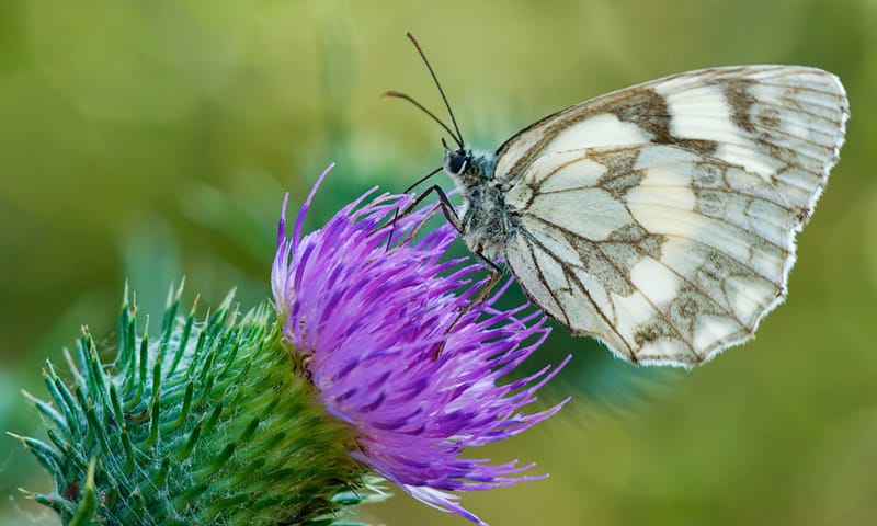 Sint-Pietersberg Dambordje