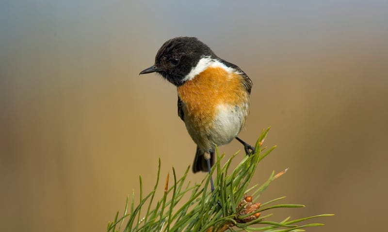 De Sprengenberg Roodborsttapuit