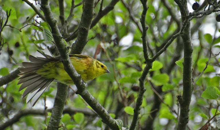 Geelgors in het Strijthagerbeekdal
