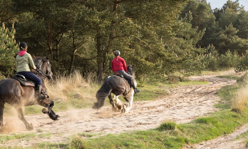 Paardrijden op de Veluwe