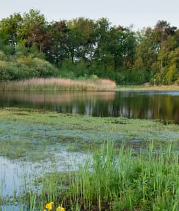 Visdonk Rozenven