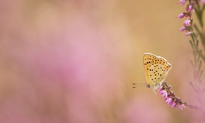 Visie op de natuur