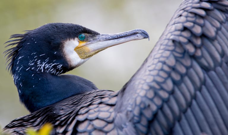 Voornes Duin Aalscholver