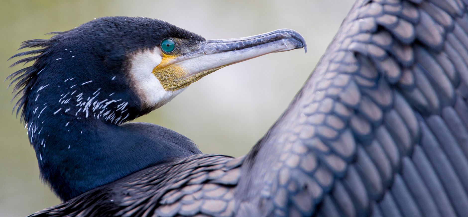 Voornes Duin Aalscholver