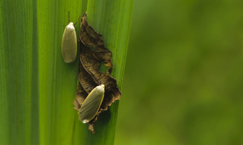 Voornes Duin nachtvlinder