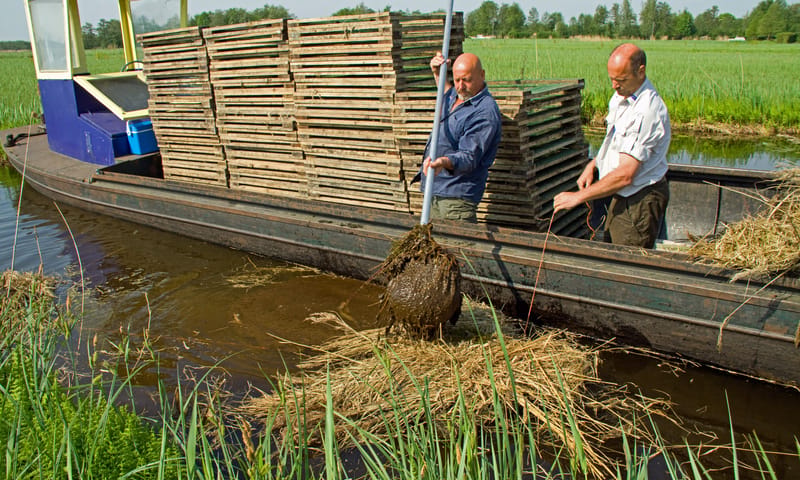 Vrijwilligers aan het werk in de Nieuwkoopse Plassen