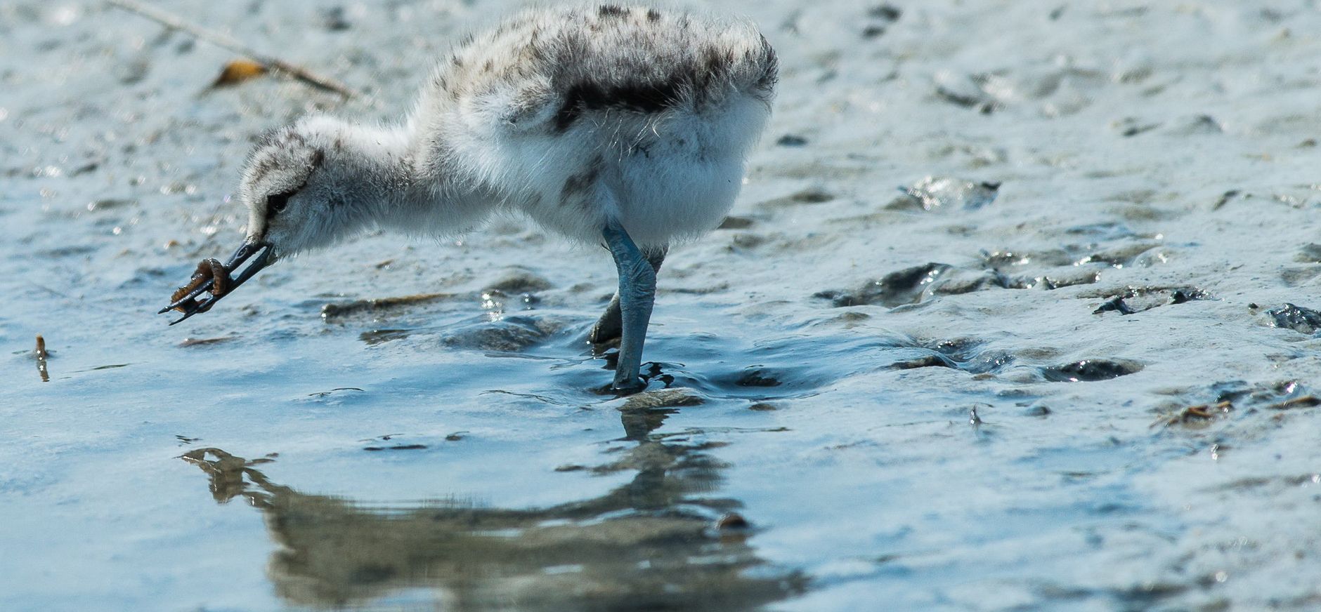 Jonge kluut in Wagejot