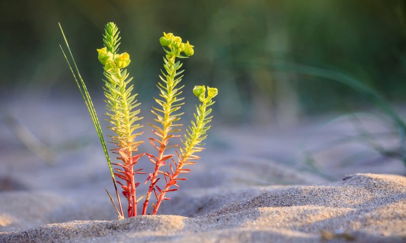 Zuid-Kennemerland duinbloemen
