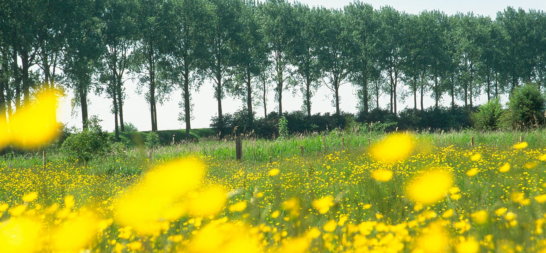 Bloemdijken in de Zak van Zuid-Beveland.
