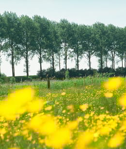 Bloemdijken in de Zak van Zuid-Beveland.