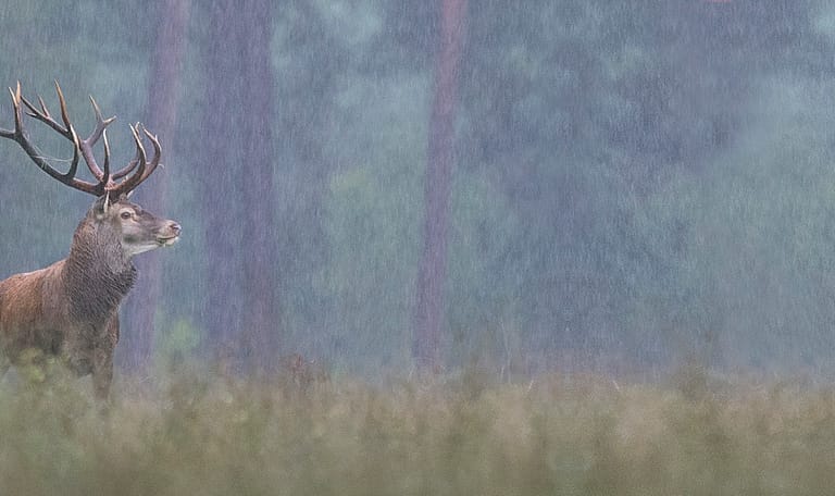 Veluwezoom-edelhert-regen-NAMO80177