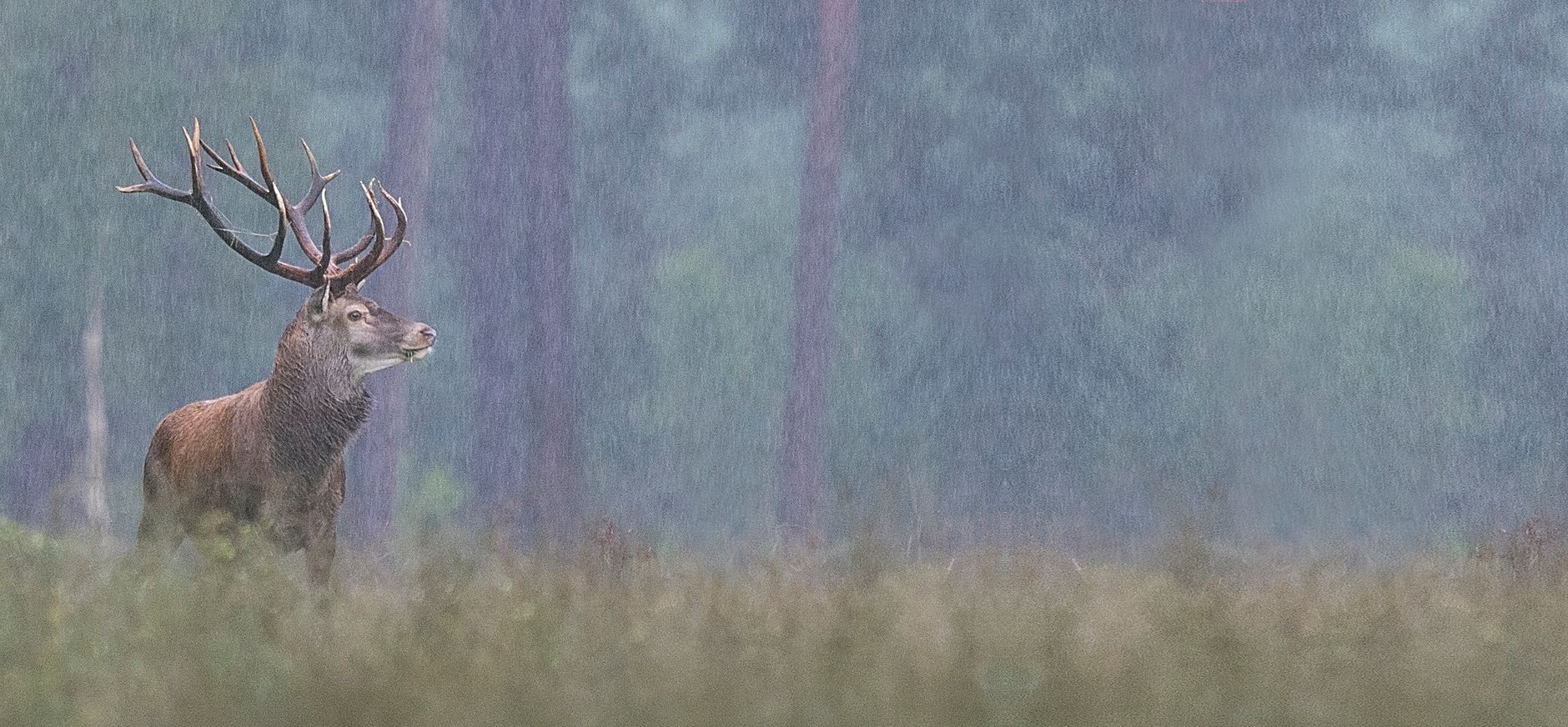 Veluwezoom-edelhert-regen-NAMO80177