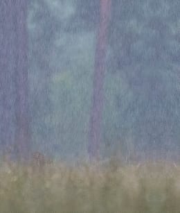 Veluwezoom-edelhert-regen-NAMO80177