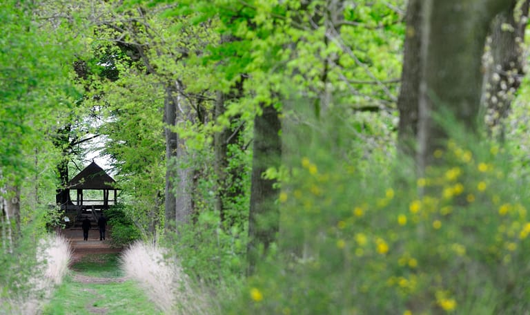 Oude Buisse Heide