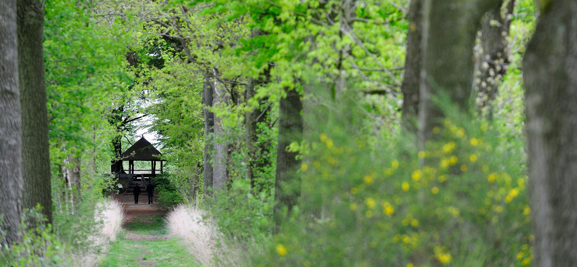 Oude Buisse Heide