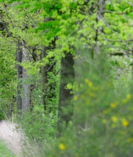 Oude Buisse Heide