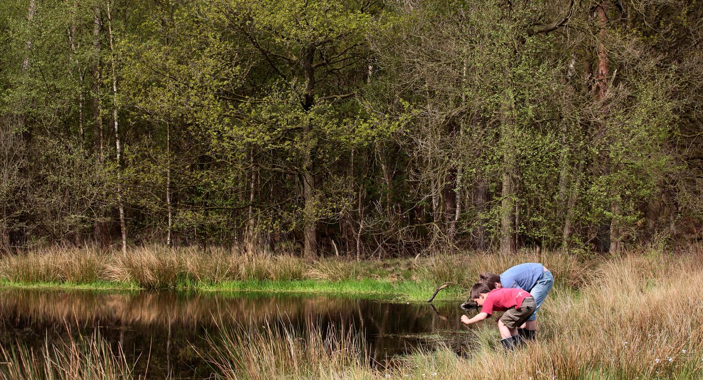 Oude Buisseheide slootjes en vennen