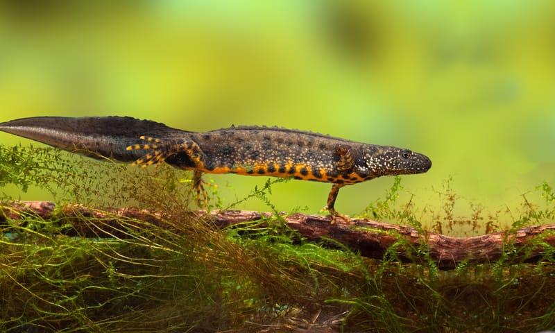 Langoed Egheria Kamsalamander