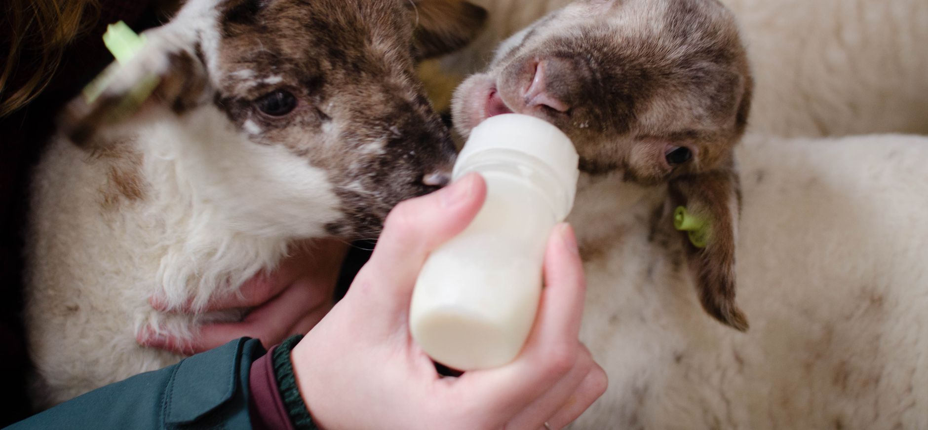 Lammetjes de fles geven